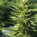 Is moon rock a top shelf?